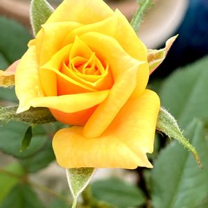 ミニバラ,ミニバラ,ミニ薔薇♡,庚申薔薇,バラ コウシンバラの画像