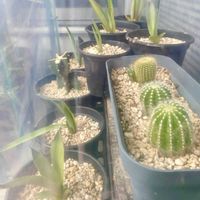 サボテン,アガベ,柱サボテン,ビニールハウス,ベランダの画像