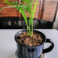 ミニ観葉,陶器穴開けの画像