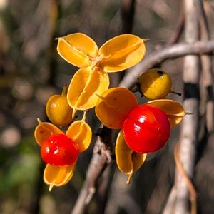 ツルウメモドキ,蔓梅擬,雑草,山野草,野草の画像