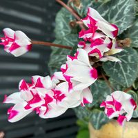 シクラメンの画像