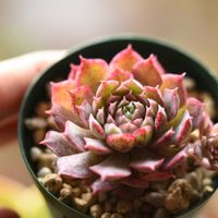 レッドホール,E.朱砂痣,多肉植物,エケベリア属,植中毒の画像