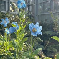 メコノプシス,アンスリウム ルクスリアンス,観葉植物,鉢植え,開花の画像