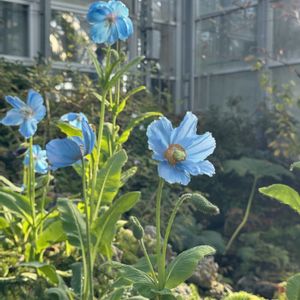 メコノプシス,アンスリウム ルクスリアンス,観葉植物,鉢植え,開花の画像
