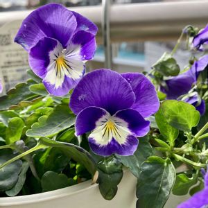 フィオリーナ　ブルーイエロー,成長記録,ベランダの画像