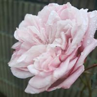 ハンスゲーネバイン,ウエディングベルズ,手作りの庭,バラ大好き,咲いてくれてありがとう❤の画像