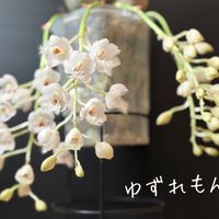 Cl. Grace Dunn 'Beaver Valley'(OG),Cl. Grace Dunn 'Beaver Valley'(OG),クロウェシア グレースダン’ビーバー バレー’,クロウェシア グレースダン’ビーバー バレー’,可愛いの画像