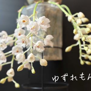 Cl. Grace Dunn 'Beaver Valley'(OG),Cl. Grace Dunn 'Beaver Valley'(OG),クロウェシア グレースダン’ビーバー バレー’,クロウェシア グレースダン’ビーバー バレー’,可愛いの画像