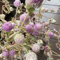 センニチコウ,鉢植え,可愛らしい,花のある暮らし,種取りの画像