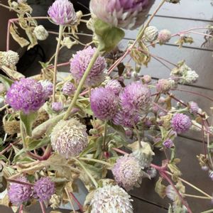 センニチコウ,鉢植え,可愛らしい,花のある暮らし,種取りの画像