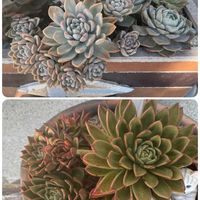 多肉植物,もりもり多肉,多肉のある暮らし,お出かけ先の画像