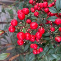 ナンテンの画像