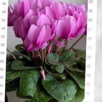 シクラメンの画像