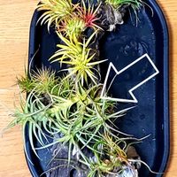 チランジア,ベルゲリー,チランジア ベルゲリ,ベルゲリ,エアプランツの画像