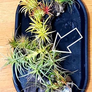 チランジア,ベルゲリー,チランジア ベルゲリ,ベルゲリ,エアプランツの画像