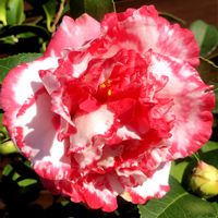 ツバキ,菊冬至,椿　太神楽,王昭君,金華美女（椿）の画像