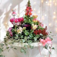 キンギョソウ,ネメシア,ガーデンシクラメン,ハボタン・光子,神戸べっぴんさんビオラの画像