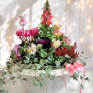 キンギョソウ,ネメシア,ガーデンシクラメン,ハボタン・光子,神戸べっぴんさんビオラの画像