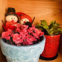 カモミール,ニゲラ,ネモフィラ,ミセバヤ,オルレアの画像