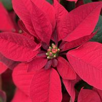 ポインセチア,花のある暮らし,緑のある暮らし,クリスマスツリー,beautifulの画像