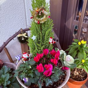 寄せ植え,散歩,寒い,クリスマスバージョン,阪急電車西向日駅周辺の画像