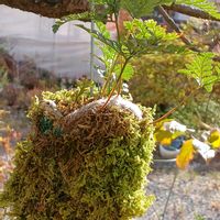 シノブ,シノブ,宮城県,我ら宮城県民,庭の画像