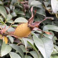 ナニワイバラ,ナニワイバラ,花壇,ガーデニング,つる性植物の画像