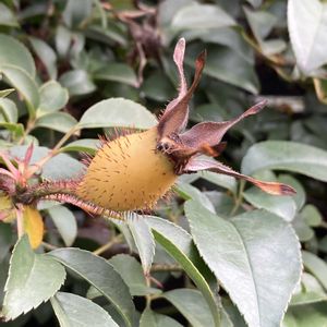 ナニワイバラ,ナニワイバラ,花壇,ガーデニング,つる性植物の画像