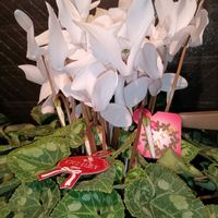 アジサイ,ミニバラ フォーエバー,ミニバラ フォーエバー,クリスマスツリー♡,クリスマスツリー♡の画像