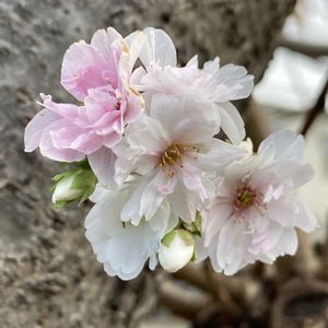 サクラ,ジュウガツザクラ,さくら サクラ 桜,フユザクラ,公園の画像