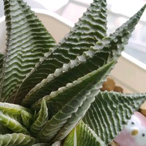 ハオルチア,多肉植物,多肉寄せ植え,多肉植物のある暮らし,多肉を楽しむの画像