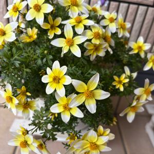 ビデンス  キャンプファイヤー,癒し,ありがとう❤️,玄関先,素敵な時間の画像