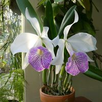 カトレア,ラン科,筑波実験植物園,平和を願う,青い花マニアの画像