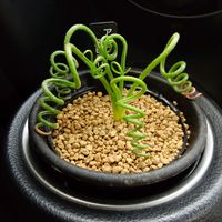 アルブカ,アルブカ スピラリス,多肉植物,多肉ちゃん,多肉植物のある暮らしの画像