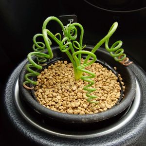 アルブカ,アルブカ スピラリス,多肉植物,多肉ちゃん,多肉植物のある暮らしの画像