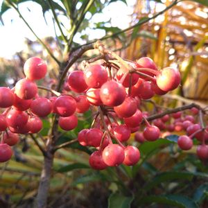 マンリョウ,万両,万両 ピンク実,万両　ピンク実,マンリョウ　ピンク実の画像