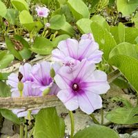 ヒルガオ,グンバイヒルガオ,浜辺,海辺,沖縄の画像