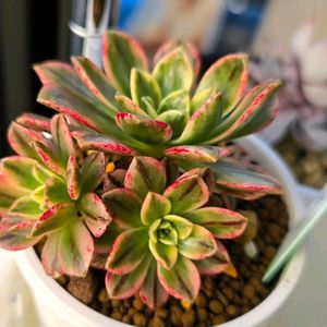 アエオニウム 属,甜茶錦,多肉植物,アエオニウム,アエオニウム属の画像