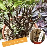 チレコドン ブッコルジアヌス,多肉植物,多肉大好き,1号鉢,多肉女子の画像