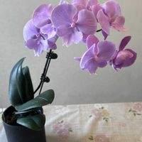 ミニ胡蝶蘭カララ,部屋の画像