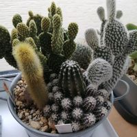 100均,ガーデニング,多肉棚,多肉植物とサボテン,サボテンの寄せ植えの画像