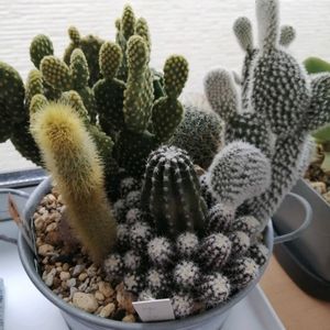 100均,ガーデニング,多肉棚,多肉植物とサボテン,サボテンの寄せ植えの画像