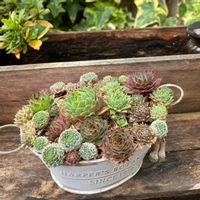 ドイツシャンペン,多肉植物,多肉中毒,多肉多肉多肉,多肉のある暮らしの画像