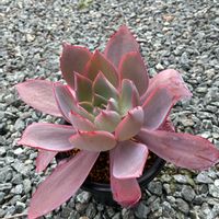 エケベリア,アガベ,多肉植物の画像