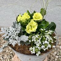 プリムラ　ジュリアン,プリムラ　ジュリアン,寄せ植え,ナチュラルガーデン,ブリキ鉢の画像