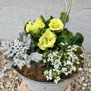 プリムラ　ジュリアン,プリムラ　ジュリアン,寄せ植え,ナチュラルガーデン,ブリキ鉢の画像