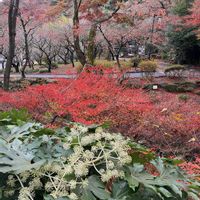 ウメ,ドウダンツツジ,モミジ,ヤツデ,紅葉シーズンの画像