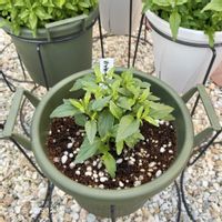 ネメシア,ネメシア,ネメシアアロマンス ライチグレープ,ネメシアアロマンス ライチグレープ,PRの画像