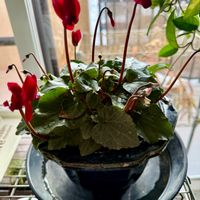 シクラメン,シクラメン,シクラメン,赤い花,窓辺の画像