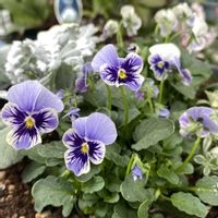 ビオラ ぷちぷちMIX,鉢植え,石川園芸,ちっちゃ可愛い♡,ビオラ・パンジー祭り♪の画像